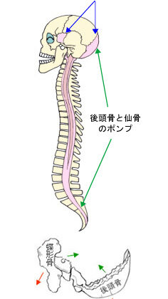 頭が堅い人。（物理的に）のイメージ画像