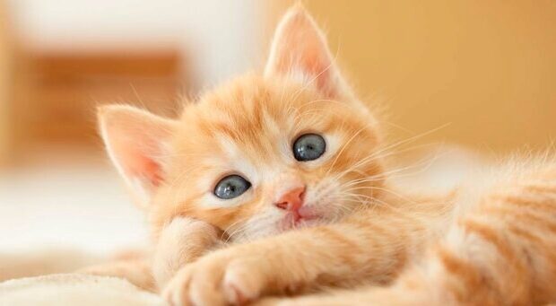 変形性膝関節症の始まり…膝裏の張り。のイメージ画像