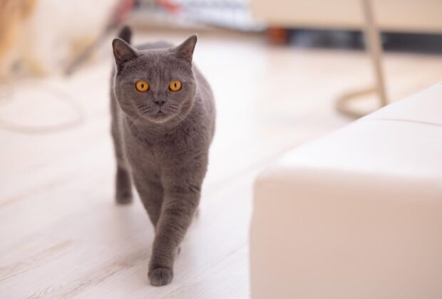 歩行時に身体が左右にゆれる。のイメージ画像