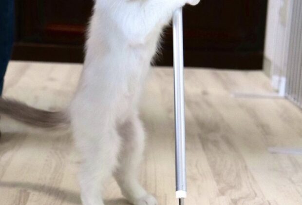 もしも足底が硬かったら。のイメージ画像