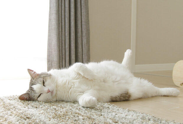 もしも足底が硬かったら　その６（足底と股関節）のイメージ画像