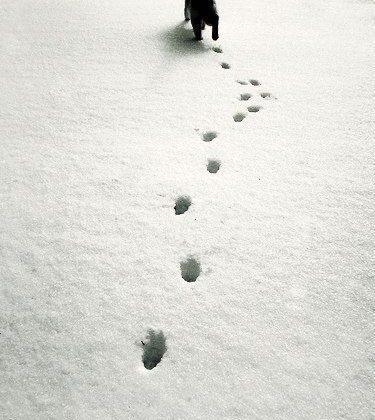 もしも足底が硬かったら　その2（足底と足底）のイメージ画像