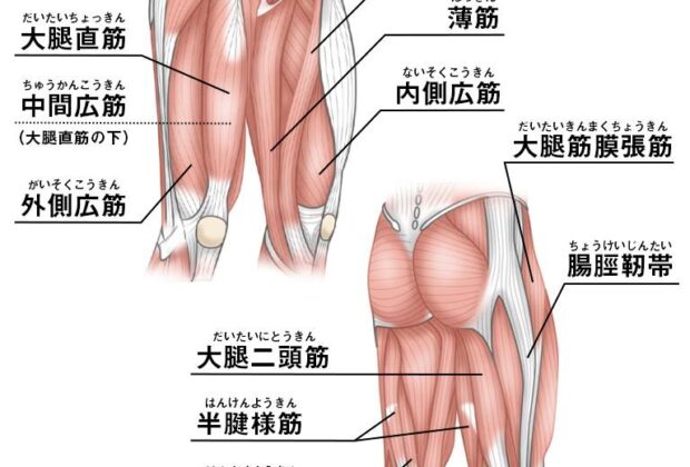 その筋肉、十分に使い切れていますか？のイメージ画像