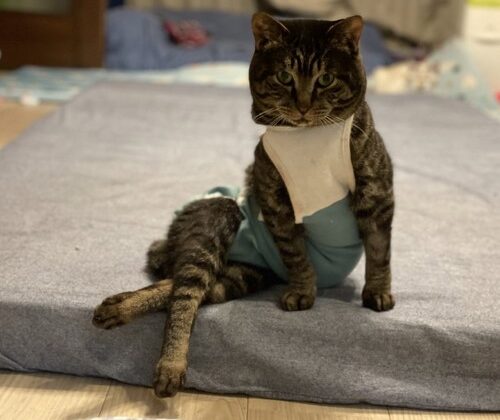 「背骨が曲がってますねー」と言われたあなたへ。のイメージ画像