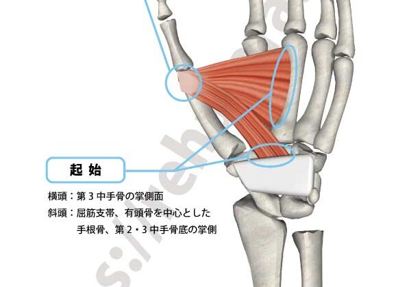 母指CM関節症のイメージ画像