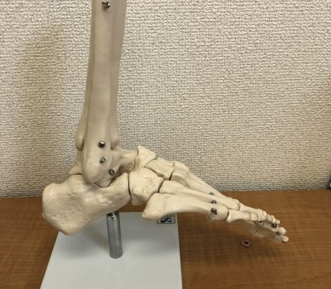 足は人間工学上、最大の傑作であり、そしてまた最高の芸術作品である。のイメージ画像
