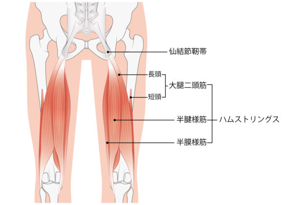 両太もも後部の痛みのイメージ画像