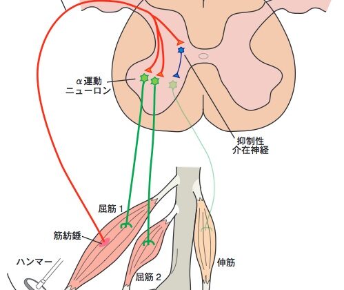 スポーツ選手に知ってほしい事！（かなり専門的な事ですがトップを目指す方には見て頂きたい事です。）のイメージ画像