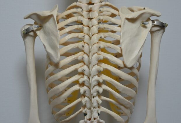 治り難い肩甲骨内側の痛みのイメージ画像